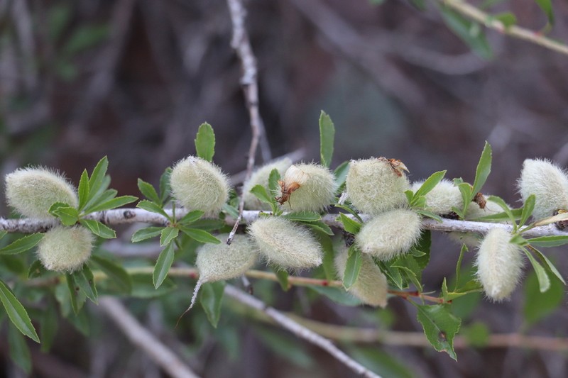 Prunus petunnikowii photo 7
