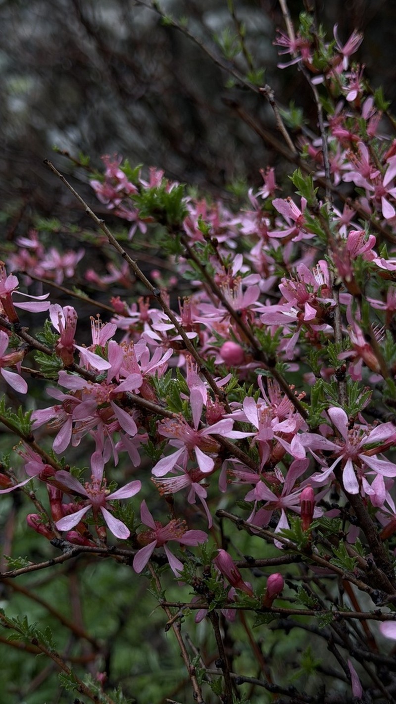Prunus petunnikowii photo 8