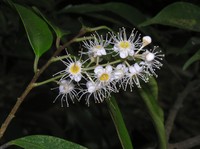 Prunus phaeosticta