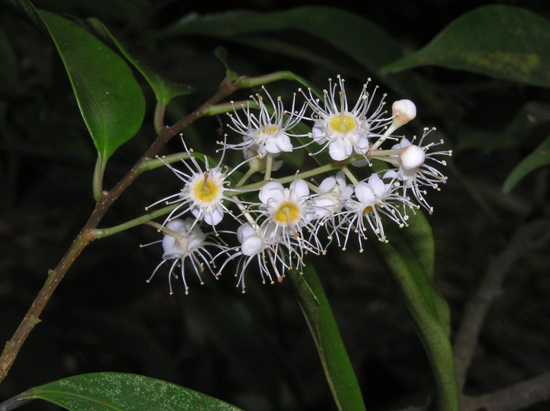 Prunus phaeosticta
