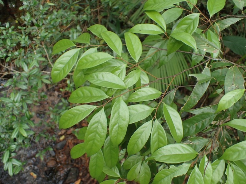 Prunus phaeosticta photo 2