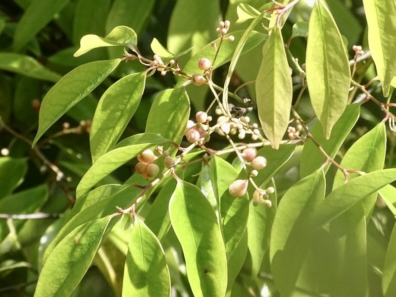 Prunus phaeosticta photo 3