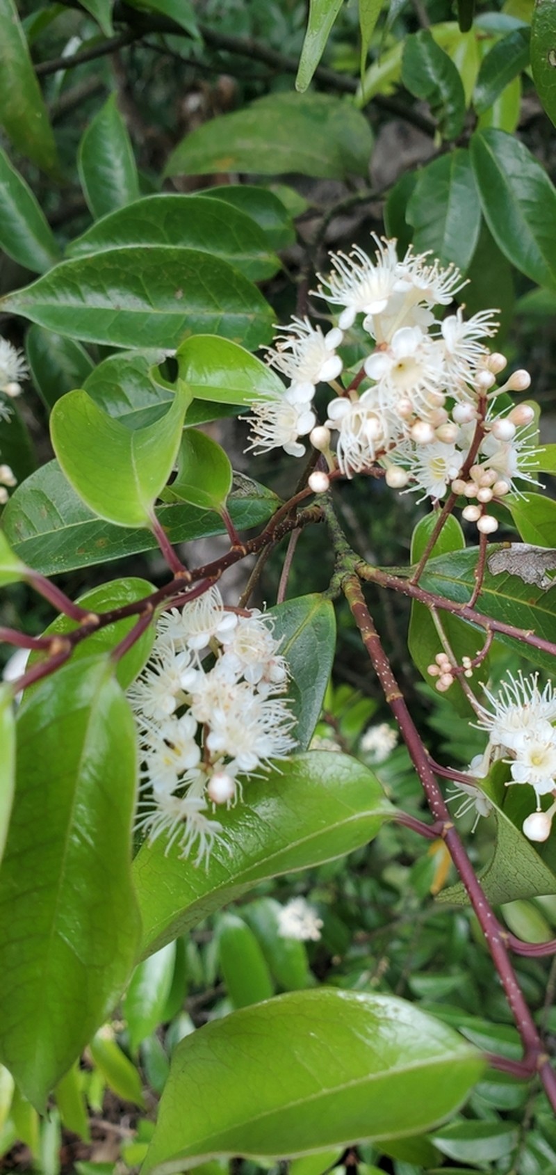 Prunus phaeosticta photo 4