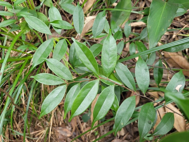 Prunus phaeosticta photo 5