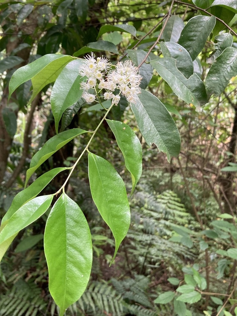 Prunus phaeosticta photo 6