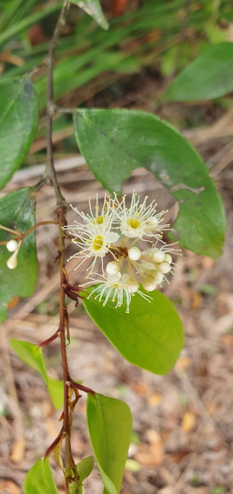 Prunus phaeosticta photo 7
