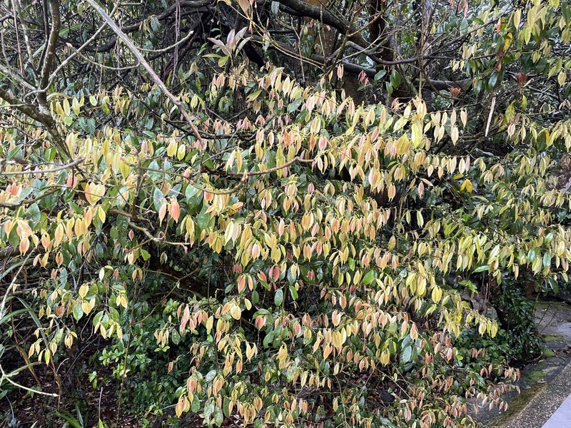 Prunus phaeosticta photo 8