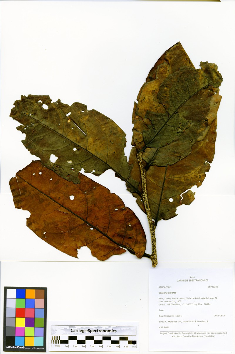 Prunus pleiantha