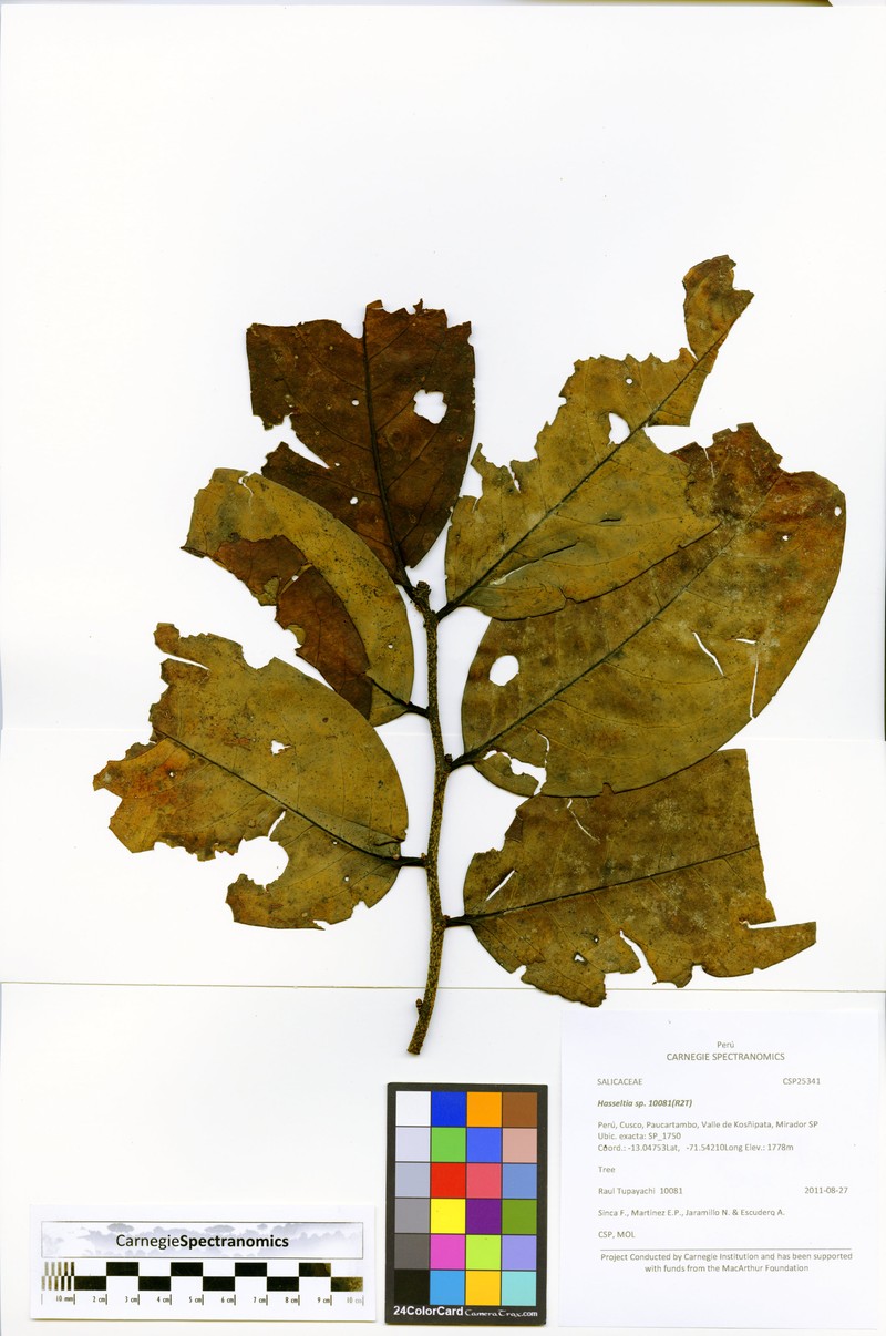 Prunus pleiantha photo 2