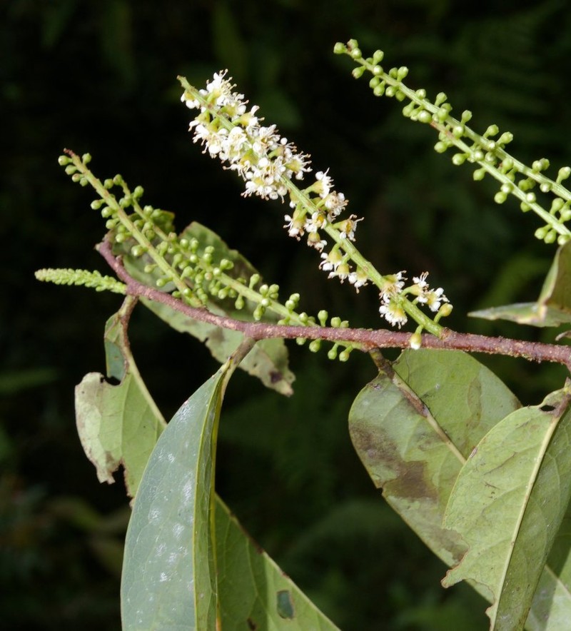 Prunus pleiantha photo 3
