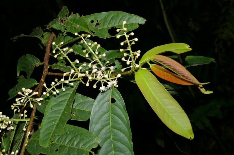 Prunus pleiantha photo 4