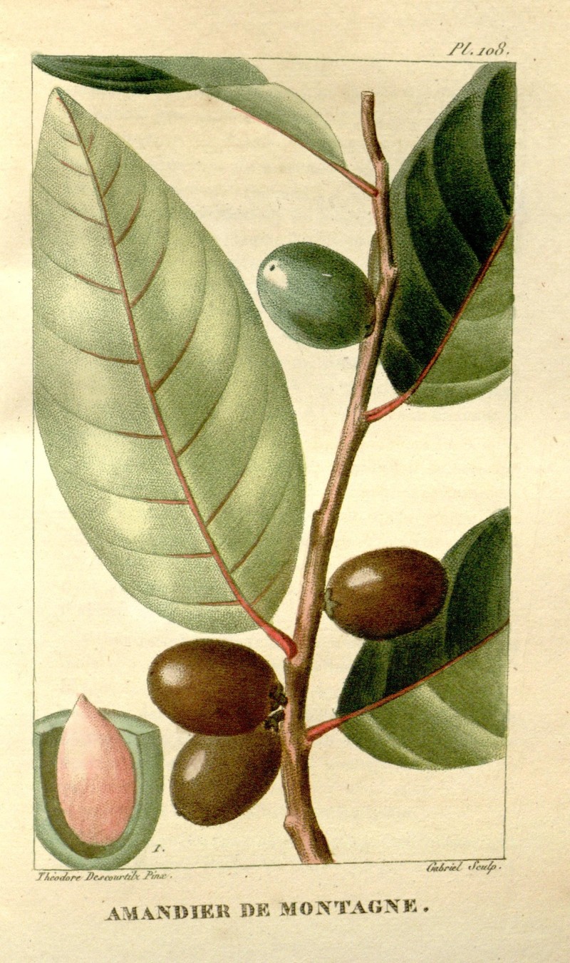 Antilles Cherry