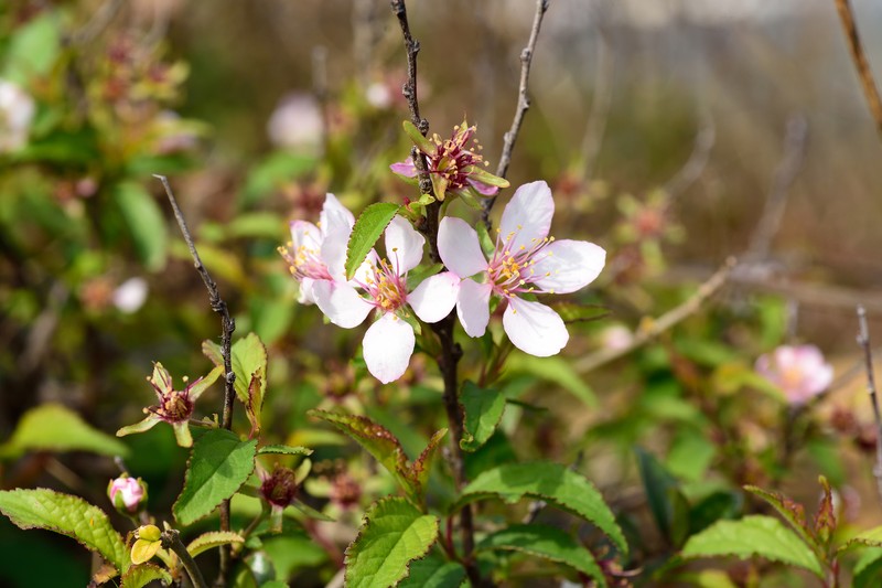 Prunus pogonostyla