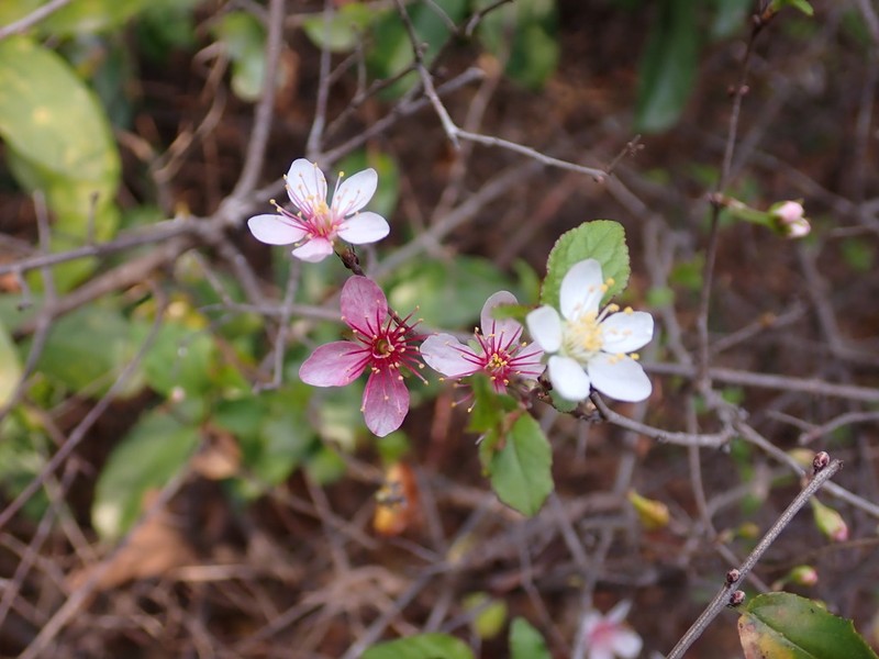 Prunus pogonostyla photo 2