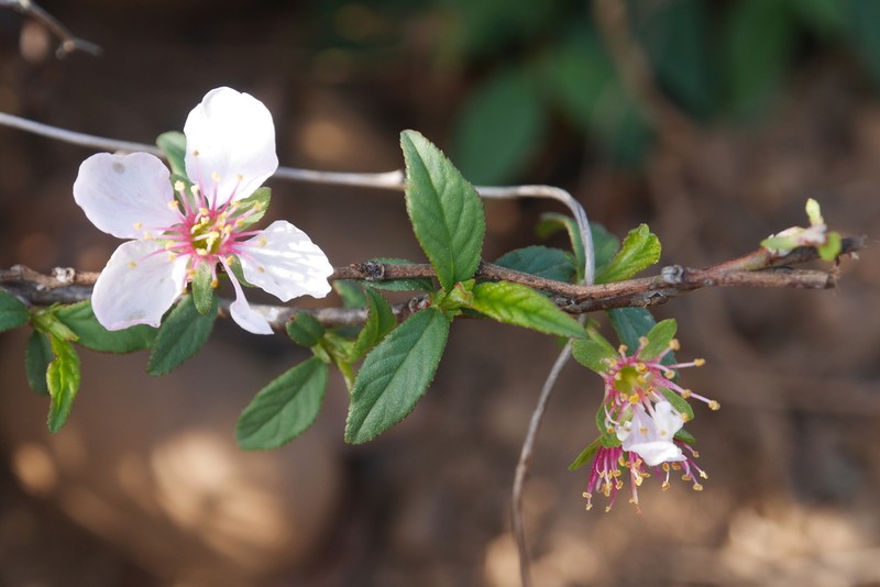 Prunus pogonostyla photo 3