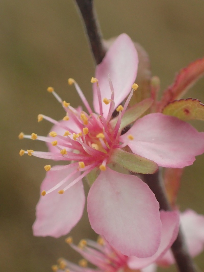 Prunus pogonostyla photo 4