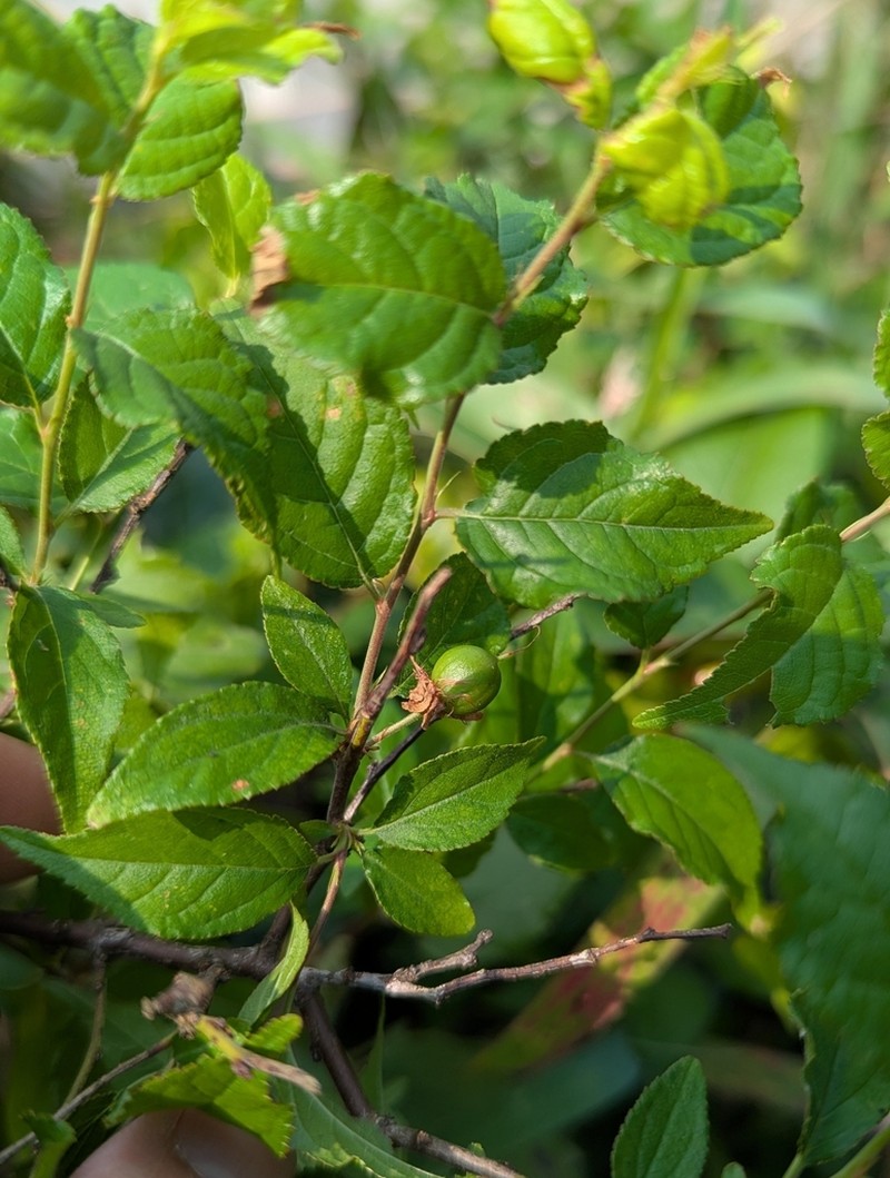 Prunus pogonostyla photo 5