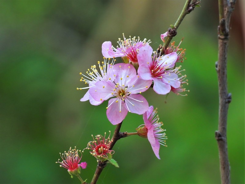 Prunus pogonostyla photo 6