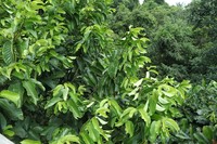 Prunus polystachya