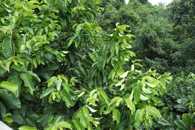 Prunus polystachya