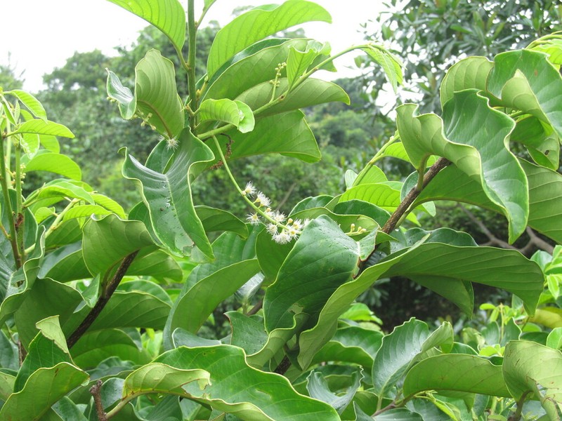 Prunus polystachya photo 2
