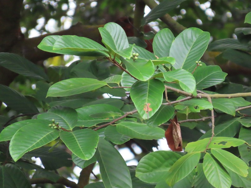 Prunus polystachya photo 3