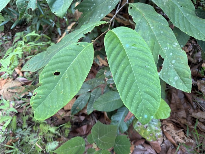 Prunus polystachya photo 4