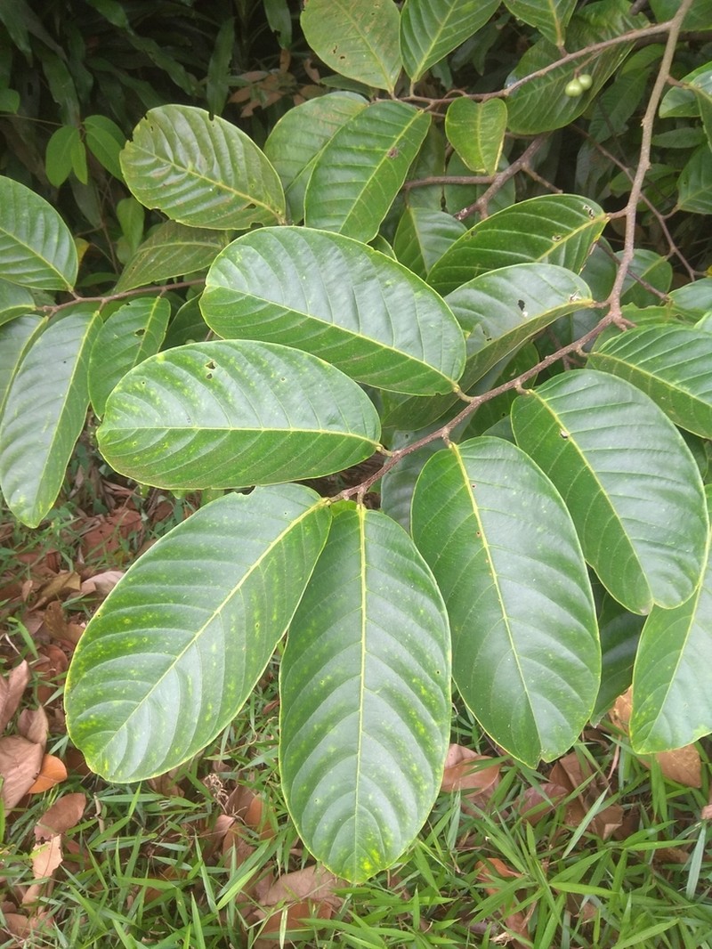 Prunus polystachya photo 5