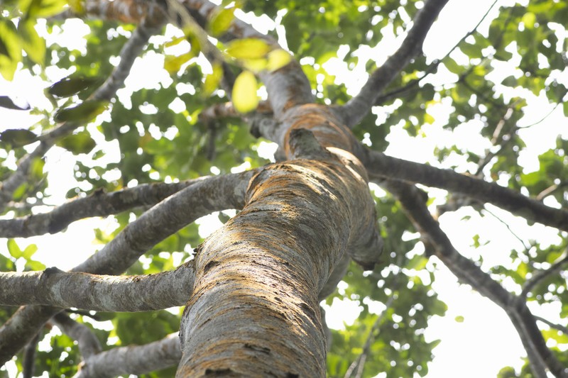 Prunus polystachya photo 6