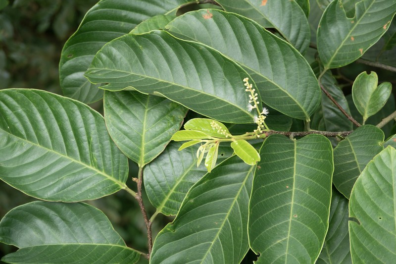 Prunus polystachya photo 7