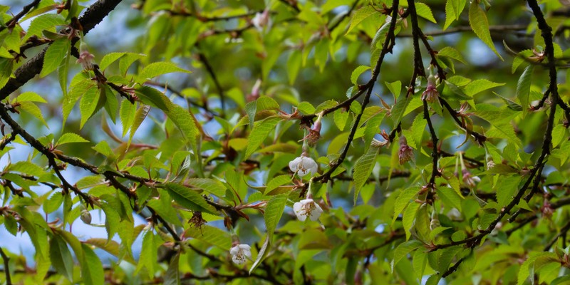 Prunus polytricha
