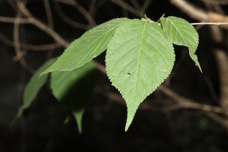 Prunus polytricha photo 2