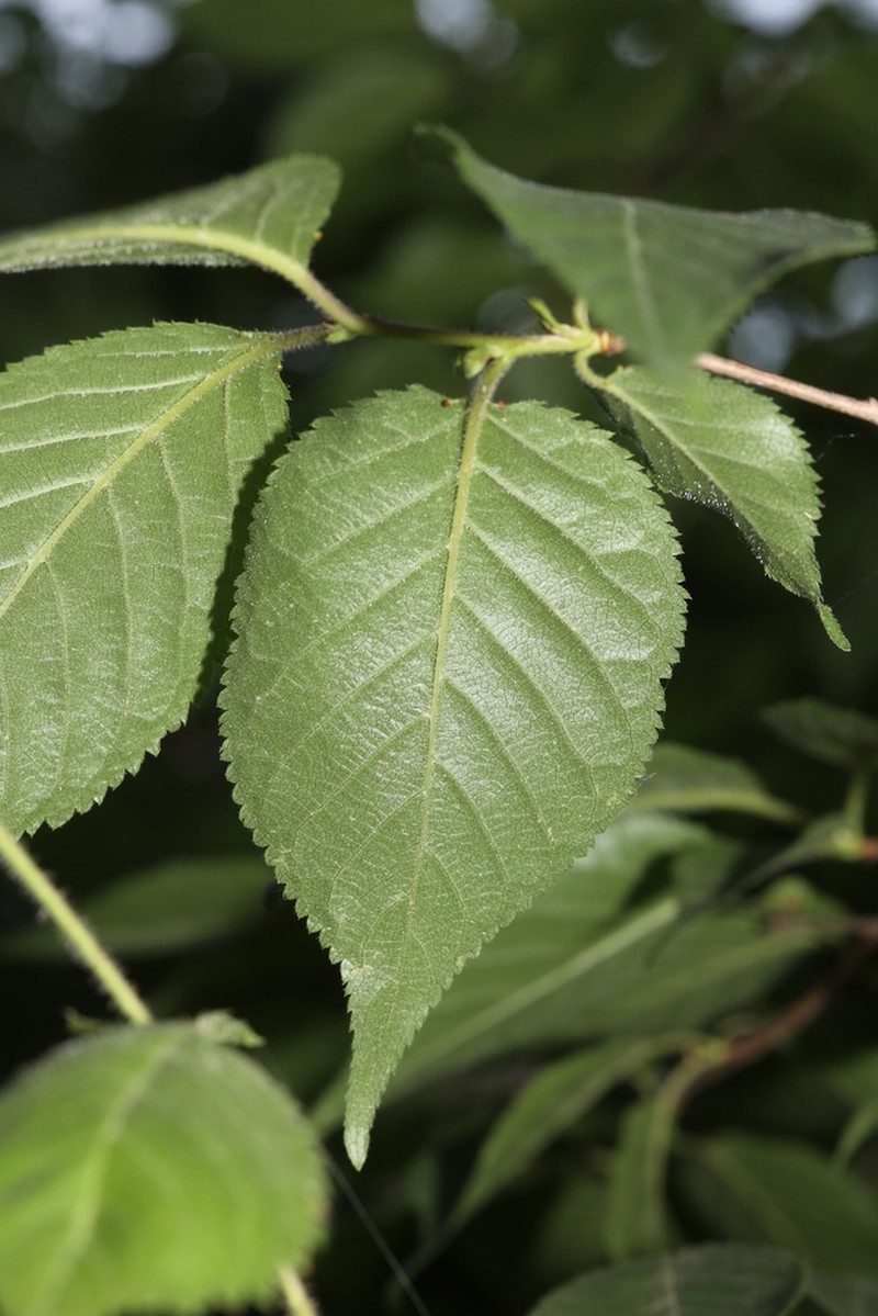Prunus polytricha photo 3
