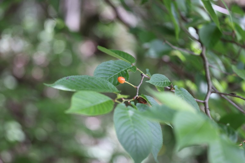 Prunus polytricha photo 4