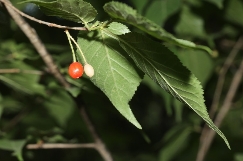 Prunus polytricha photo 5