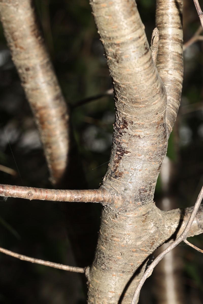 Prunus polytricha photo 6