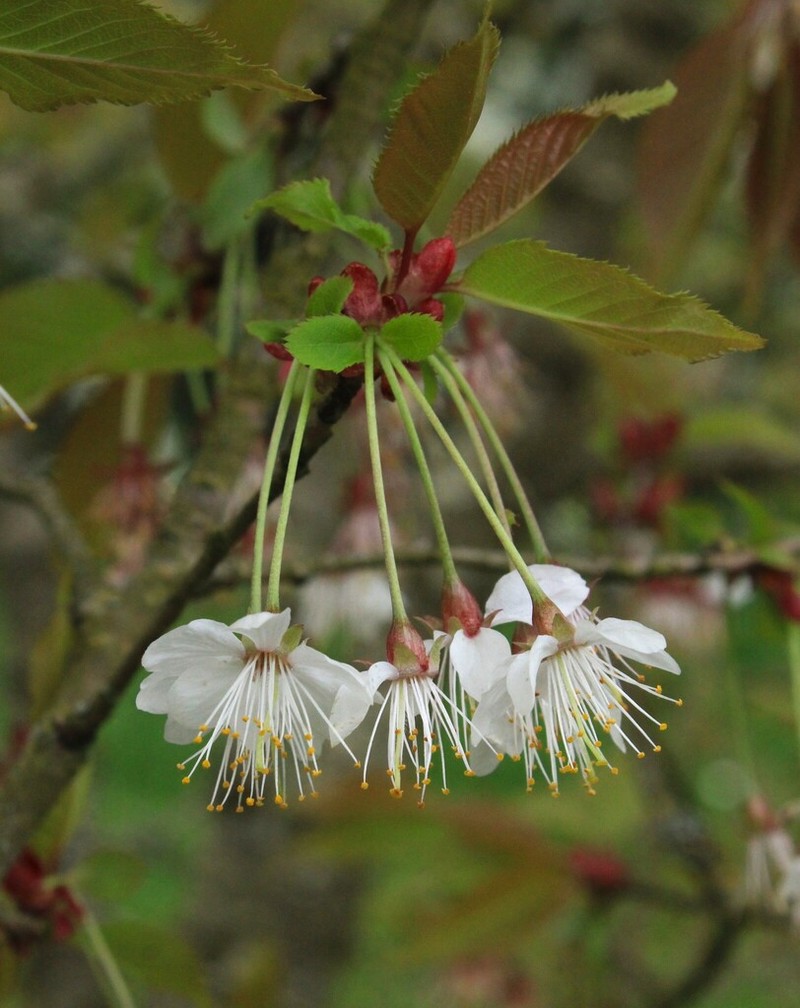 Prunus polytricha photo 7