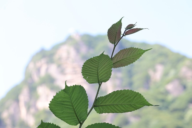 Prunus polytricha photo 8