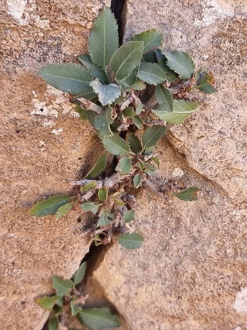 Prunus prostrata photo 2