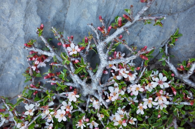 Prunus prostrata photo 3