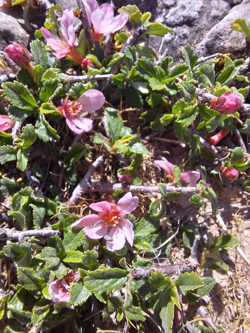 Prunus prostrata photo 4