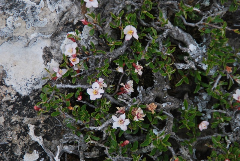 Prunus prostrata photo 5