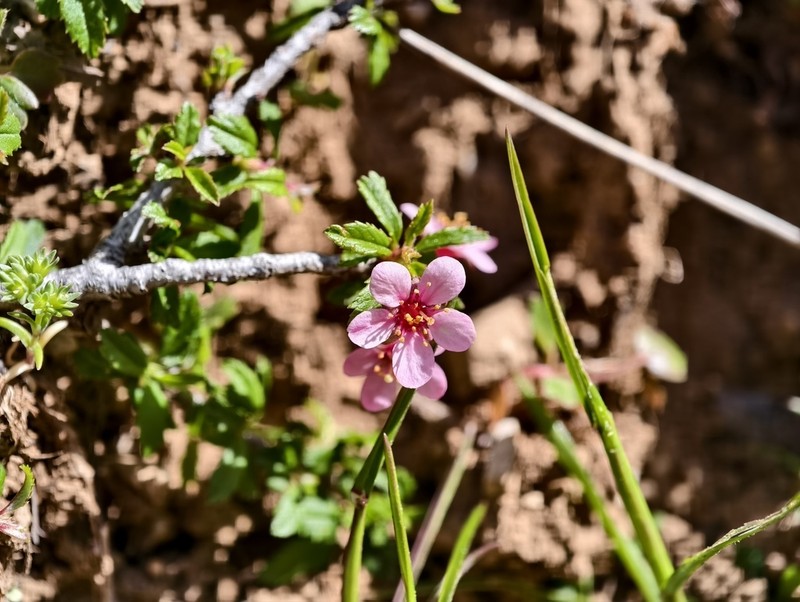 Prunus prostrata photo 7