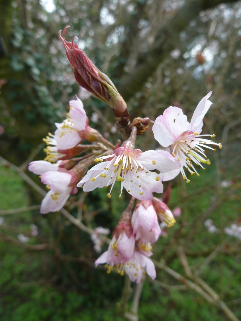 Prunus pseudocerasus photo 2