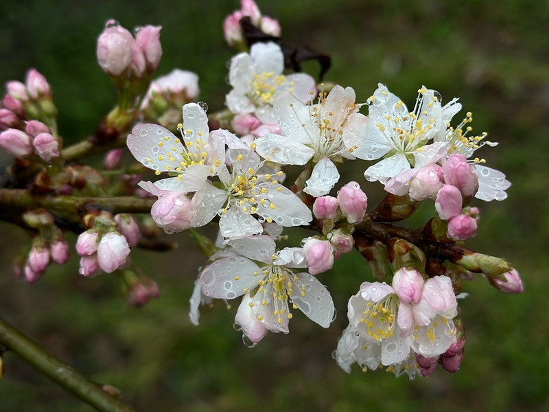 Prunus pseudocerasus photo 3