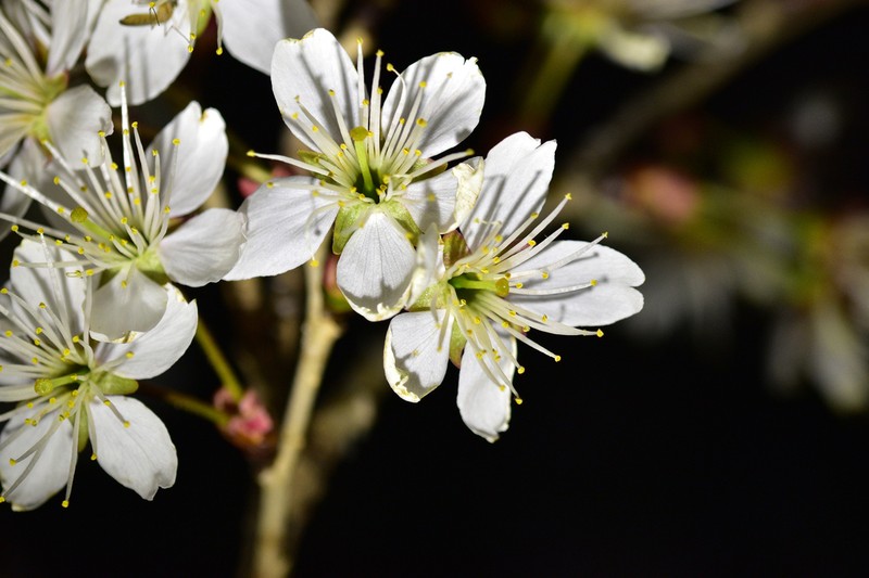 Prunus pseudocerasus photo 4