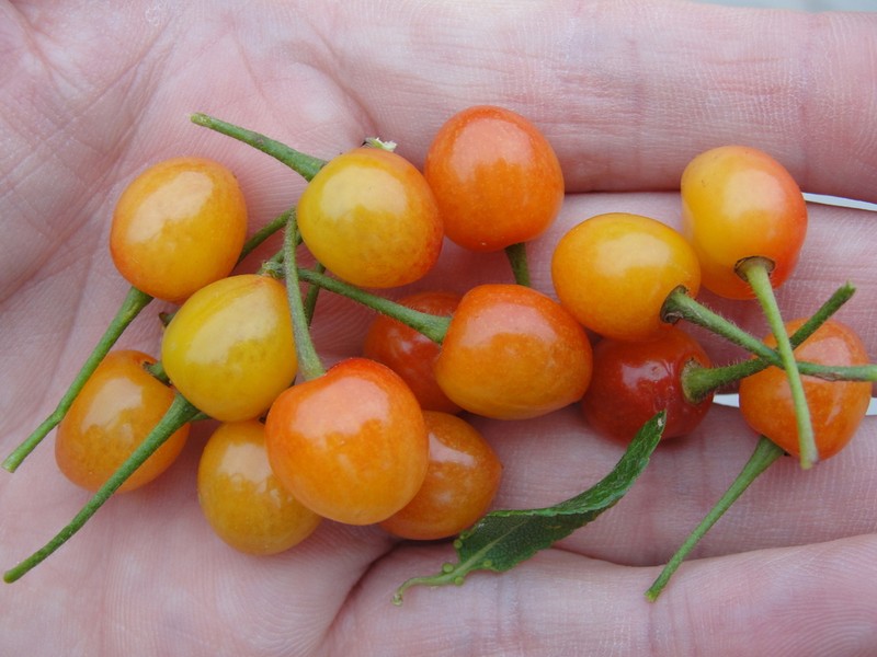 Prunus pseudocerasus photo 6