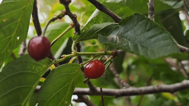Prunus pseudocerasus photo 7