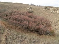 Prunus pseudoprostrata