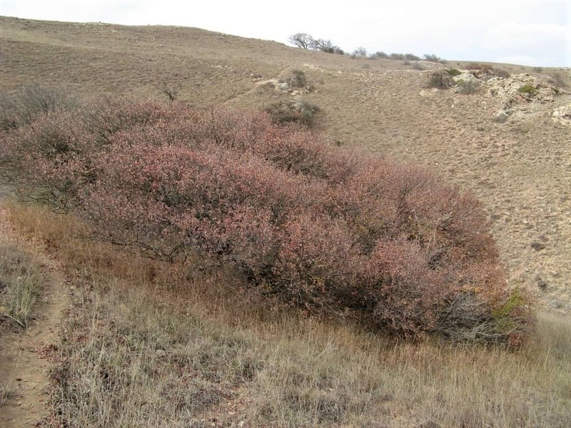 Prunus pseudoprostrata